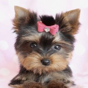 Meet your Posher, LaTasha A.